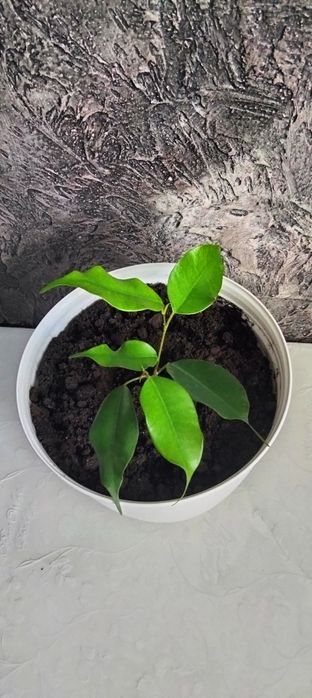 Фікус бенджаміна