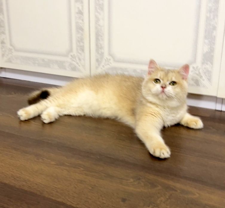 Британська золота шиншилла