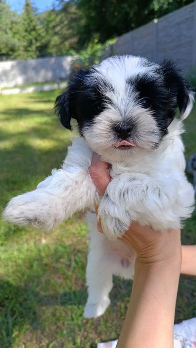 Yorkshire terrier suczka Biewer gotowa do odbioru !