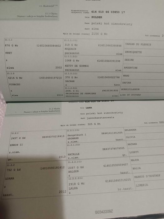 Sprzedam siwego ogierka zimnokrwistego