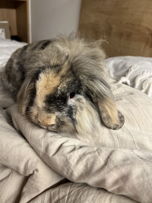 Królik baranek miniaturka