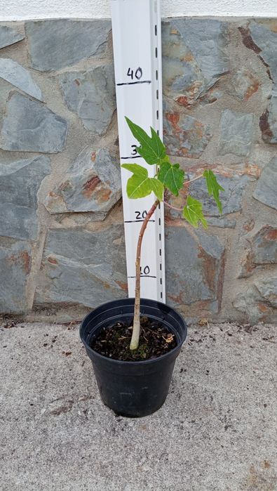 Planta de papaia