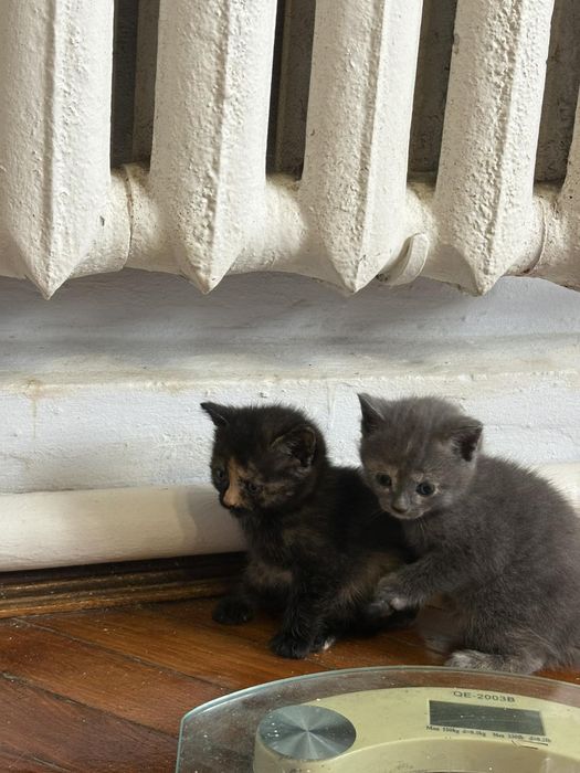 Висловухі кошенята