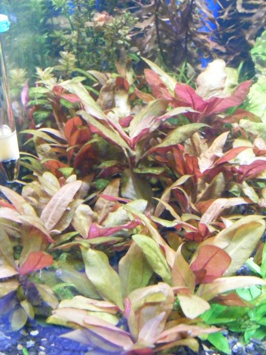 GB Alternanthera reineckii 'mini'