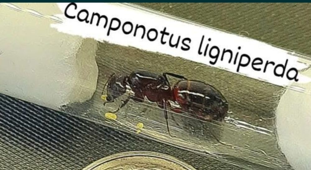 Camponotus ligniperda królowa + 2-5W + potomstwo