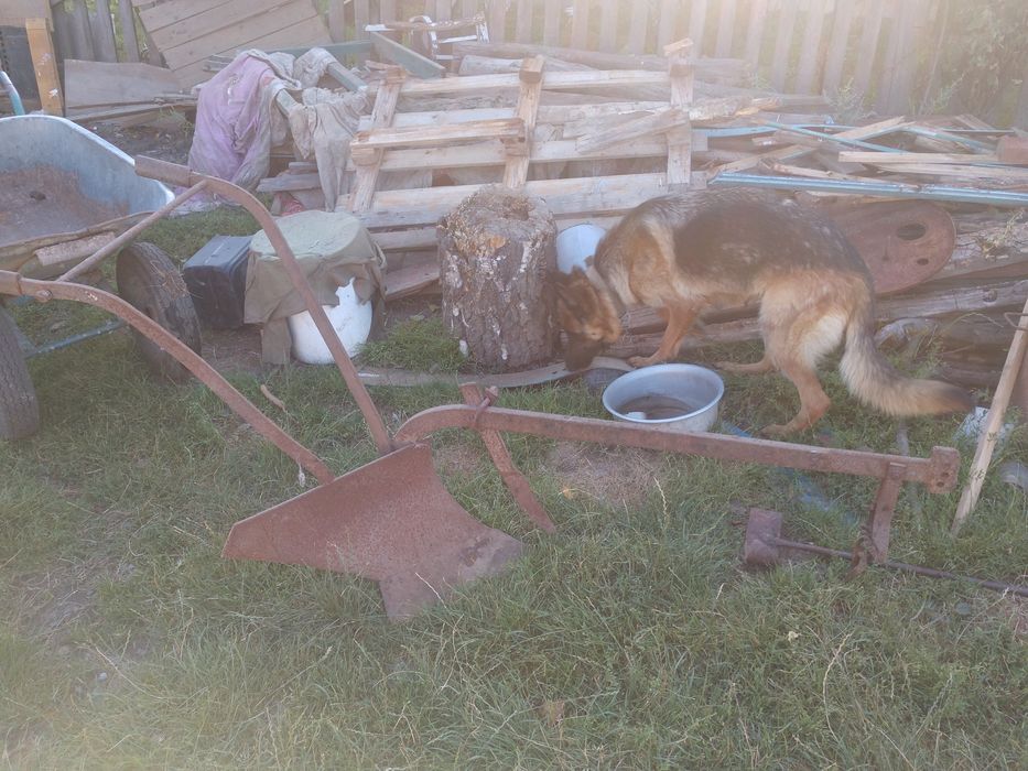 Продам коний плуг,викопуч картоплі і однокорпусний плуг на мінітрактор