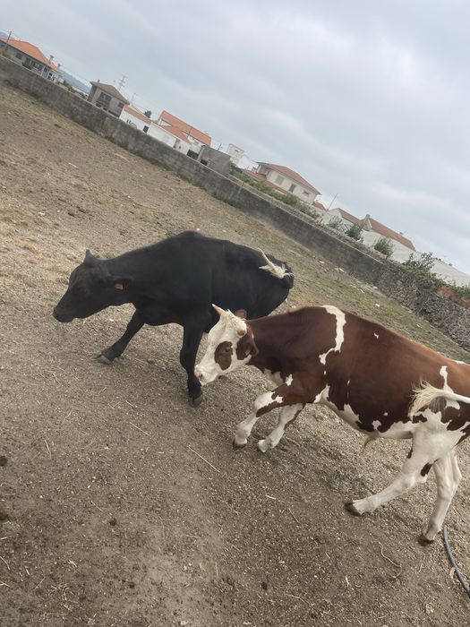 Vendo 4 vitelões cruzados