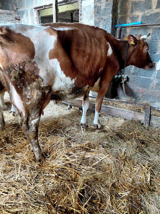 Sprzedam krowe (krowa)