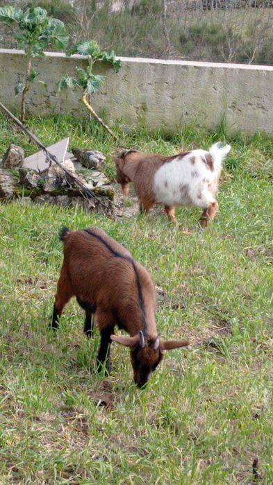 Cabras Anas e Crias Puras