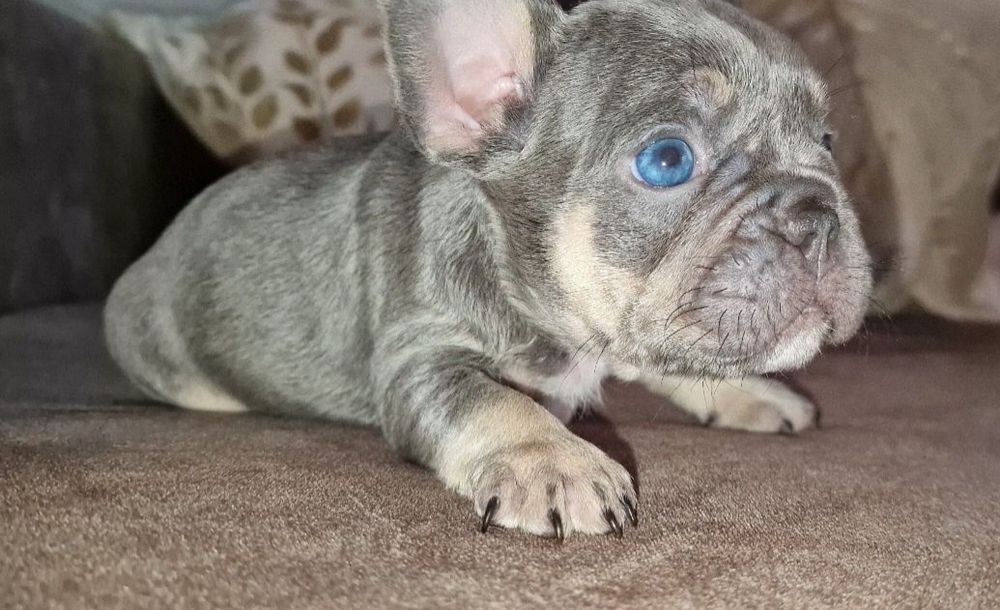 Bulldog francês linhagem superior