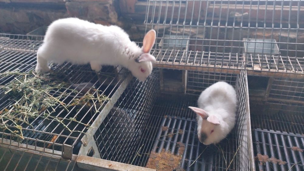 Кролики разного возраста