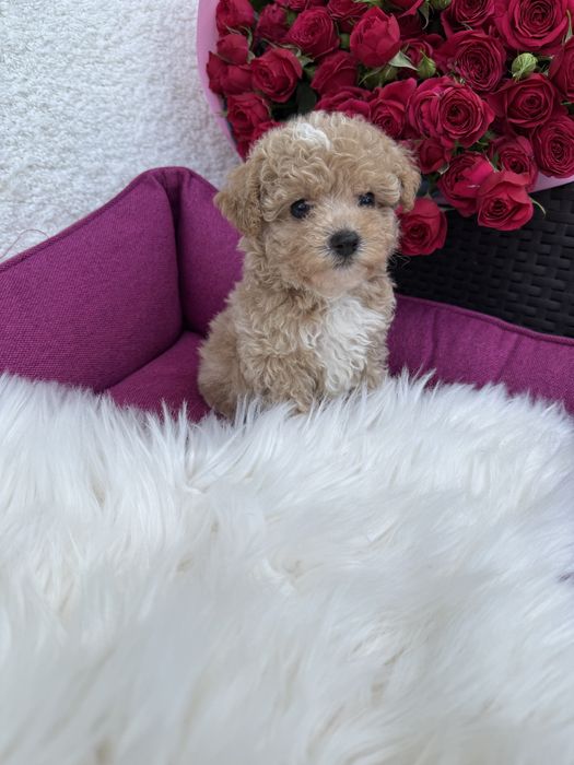 Карамельні мальтипушки