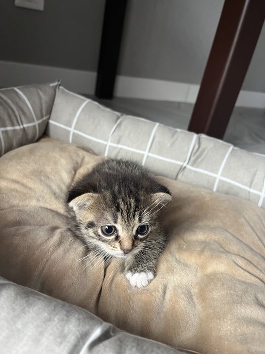 Продаж кошенят шотландської породи — завчасне бронювання