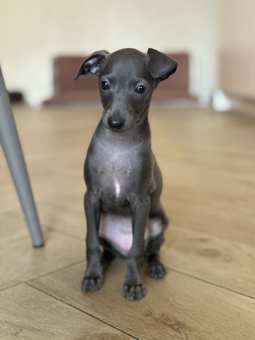 Голуба дівчинка левретки, Italian Greyhound, Італійський хорт  КСУ