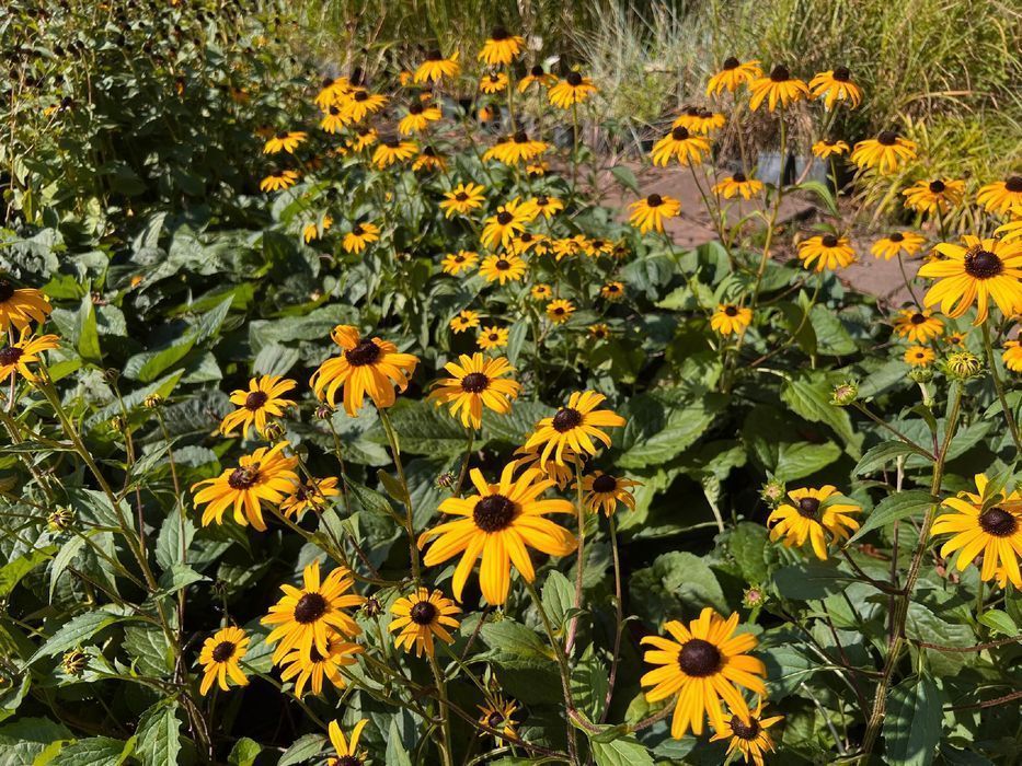 Rudbekia błyskotliwa 'Goldsturm' Złota;  (Rudbeckia fulgida)