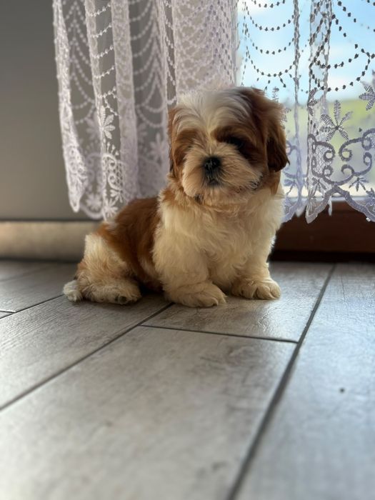Shih-tzu  piekny piesek z rodowodem + wyprawka