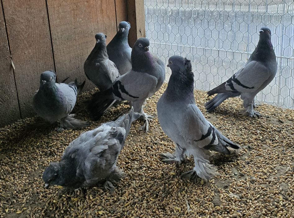 Sprzedam gołębie ozdobne