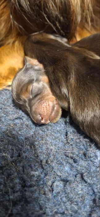 Jamnik długowłosy króliczy, prześliczna suczka po championie.