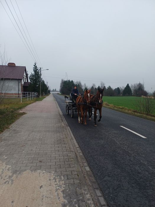 Młoda klacz przyuczona do zaprzęgu