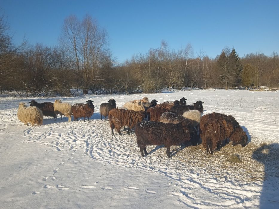 Продам молоді вівці