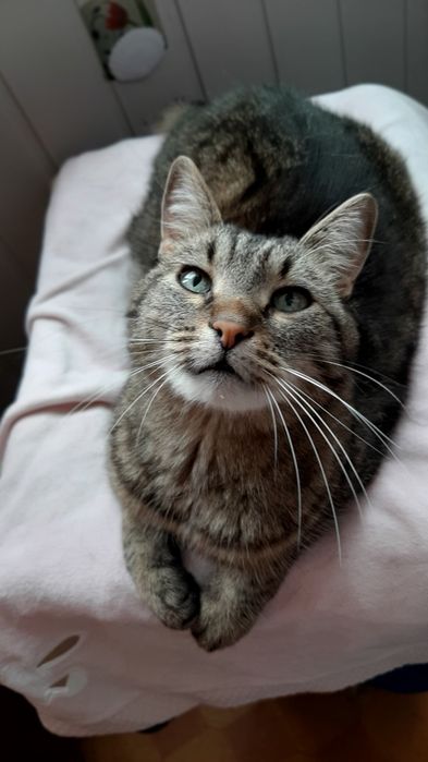 Кастрований молоденький котик в добрі ручки