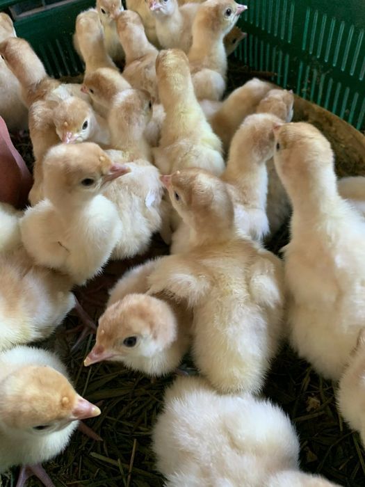 Інкубаційні яйця диків бют 8