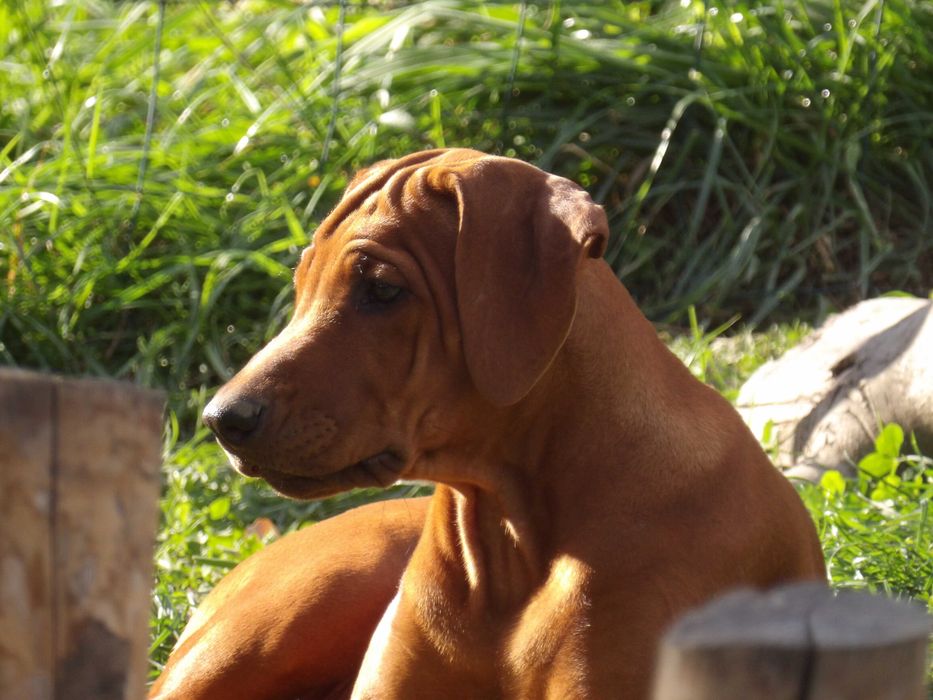 Rhodesian Ridgeback FCI – wyjątkowy szczeniak z afrykańskich linii Łódź ...