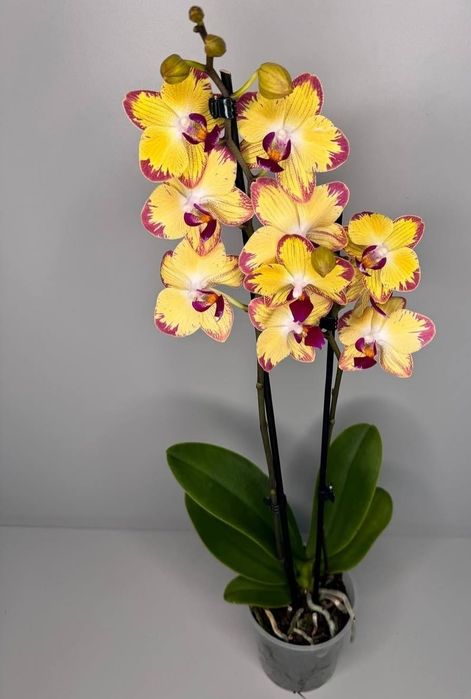 Орхидея фаленопсис