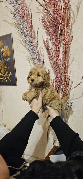 Мальчики мальтипу 2 мес