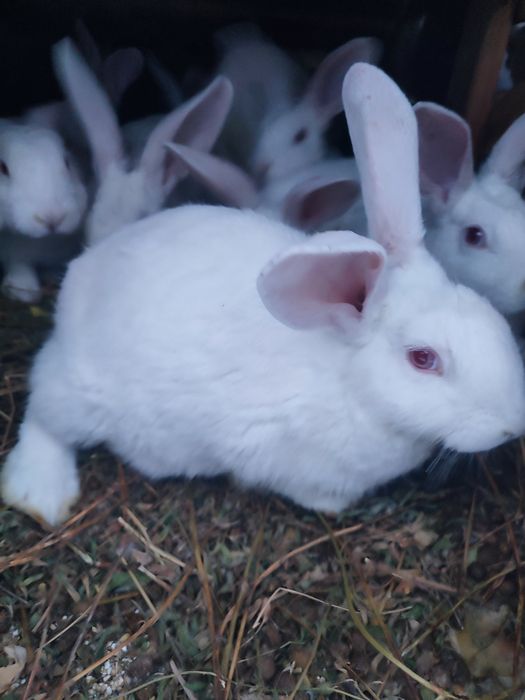 Чудові Кролики Панон