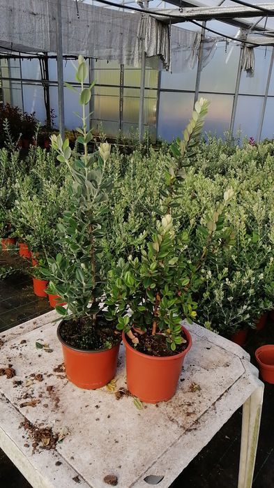 Metrosideros Excelsa 50cm/100cm/150cm/200cm