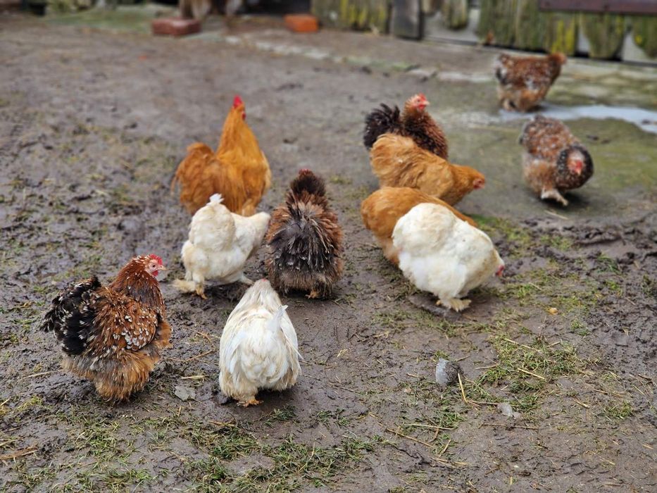 Jaja lęgowe od kochina miniaturowego 4 zł.