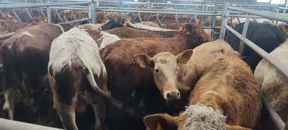 Odsadki limousin chereford angus miesne mieszańce