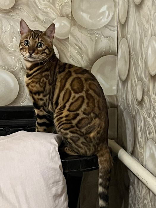 Вязка бенгальський кіт