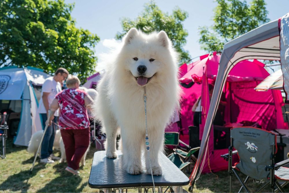 Samojed/ Samoyed szczeniak/ szczenię/ szczenięta