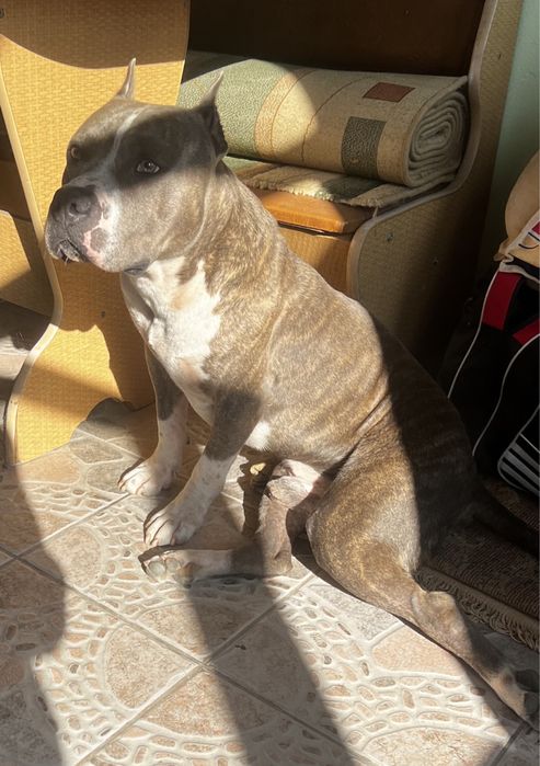 Ам Стафоршидский терьер кобель вязка,без щенка