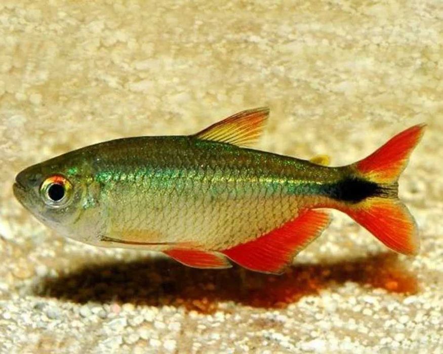 Zwinnik ogonopręgi (Hyphessobrycon anisitsi) WYSYŁKA AKWAWIN