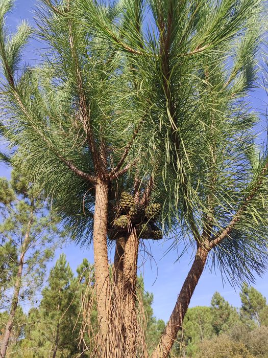 Enxertia de Pinheiro Manso