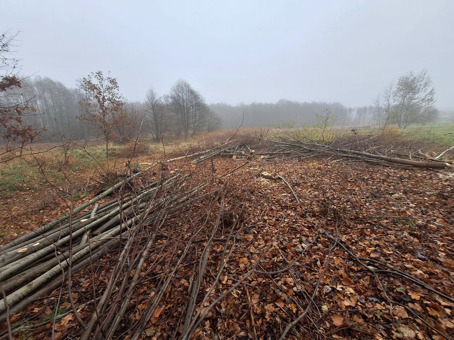 Usługi rębakiem wynajem, karczerowanie działek, wycinka drzew.
