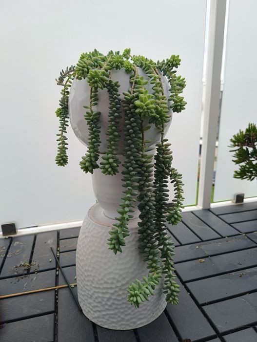 Sedum buritto rozchodnik morgana