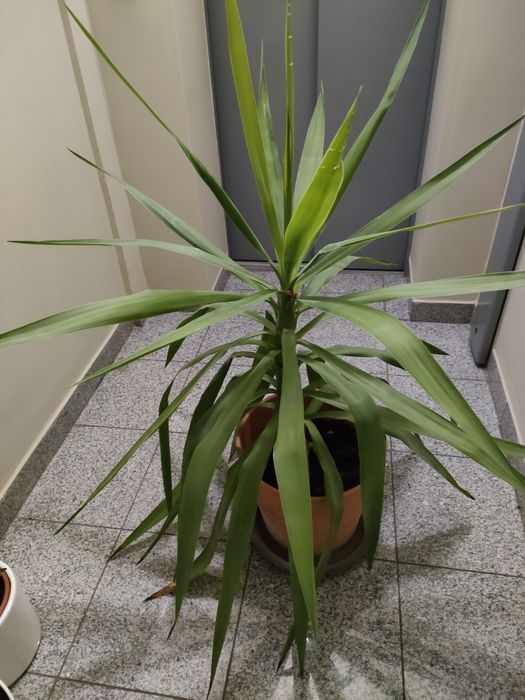 Yuka w donicy, wys. 110 cm