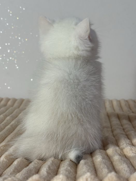 Chłopczyk brytyjski ns11