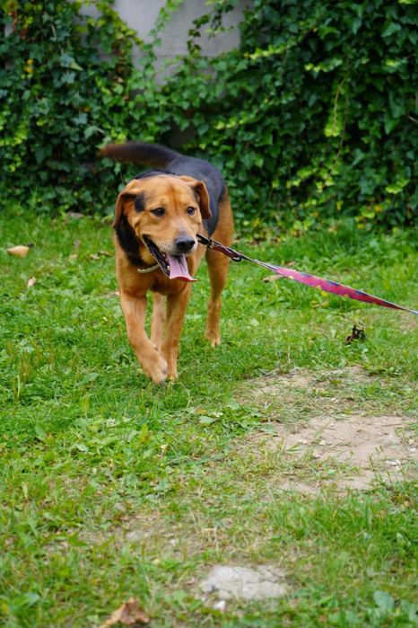 Piekny Milan do adopcji