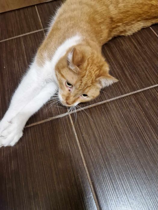 Отдам рыжего кота, кастрирован, 4 года