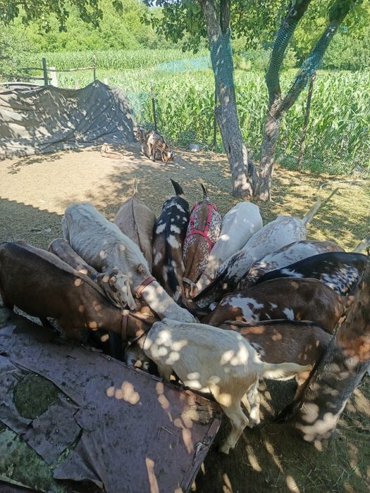 Продам маленькие стадо кіз