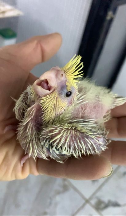 Caturrinha para acabar de criar a papa