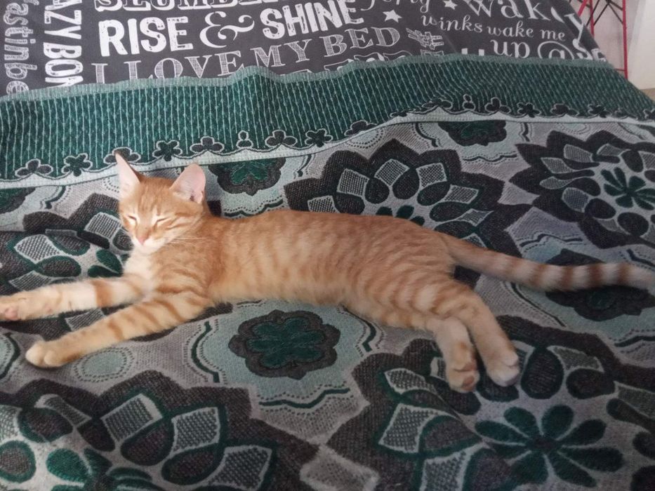 Котята котики отдам котенок мальчик