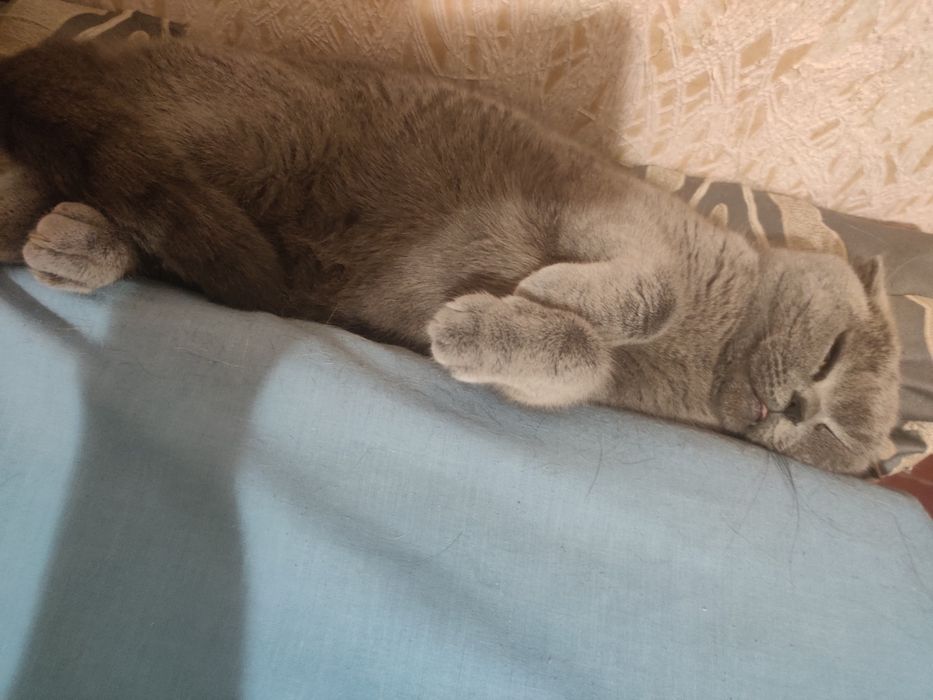 Сіре кошеня, кішка, кошка висловуха