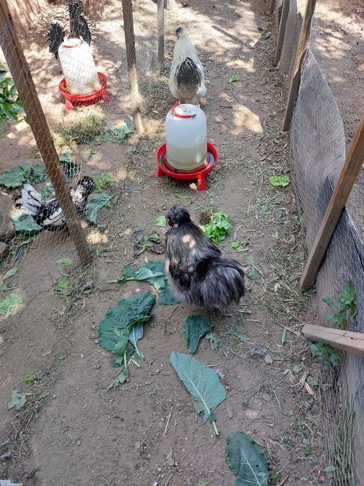 Ovos/aves raça la bresse gauloise, sedosa, codorniz