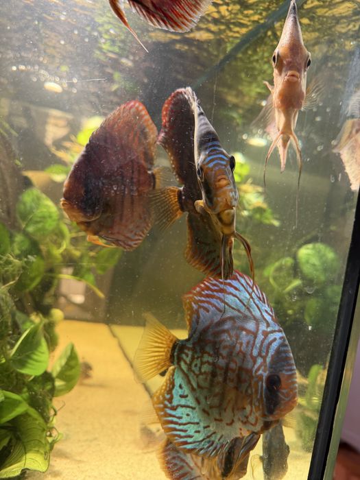 Aquário completo 300L